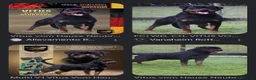 Rottweiler cani in vendita: Cuccioli rottweiler  - Annuncio 26