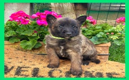 Pastore Belga cani in vendita: Cuccioli Pastore Belga Laekenois  a Città Metropolitana di Firenze - Immagine 8