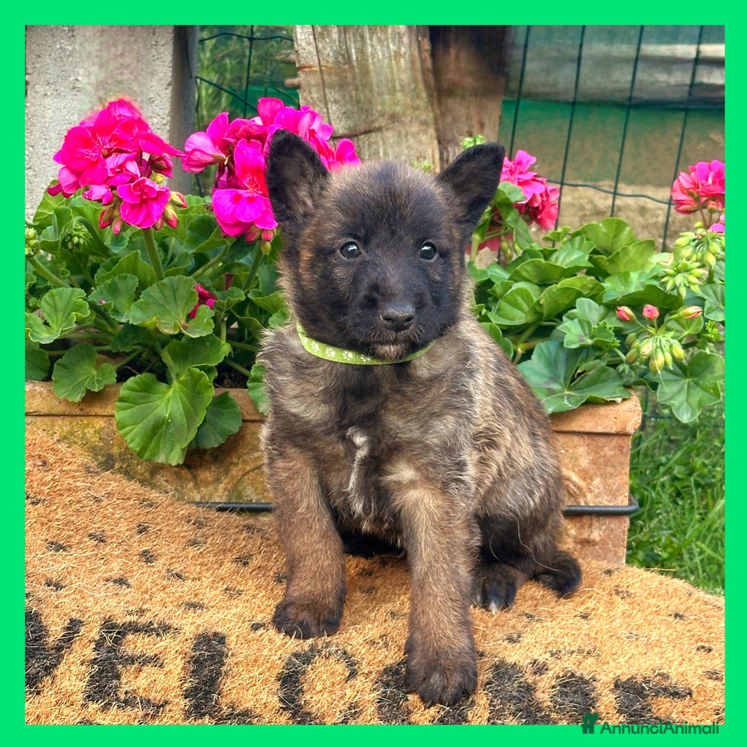 Pastore Belga cani in vendita: Cuccioli Pastore Belga Laekenois  a Città Metropolitana di Firenze - Immagine 8