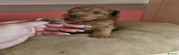 Barboncino Toy cani in vendita: Barboncini mini toy - Annuncio 3