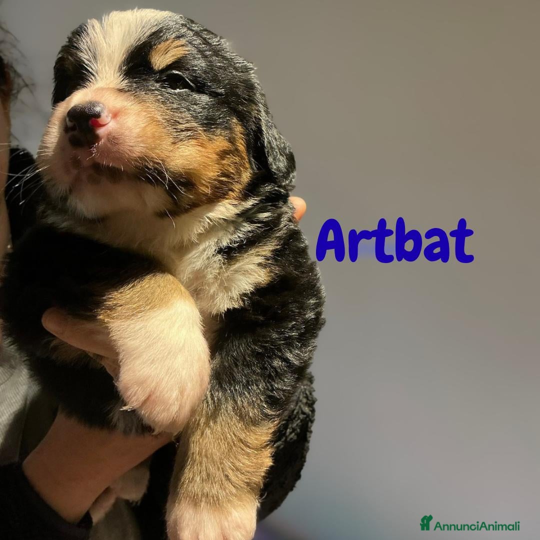Bovaro del Bernese cani Cuccioli bovaro del bernese liguria - Annuncio 4