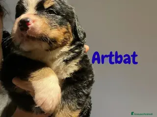 Bovaro del Bernese cani Cuccioli bovaro del bernese liguria - Annuncio 4
