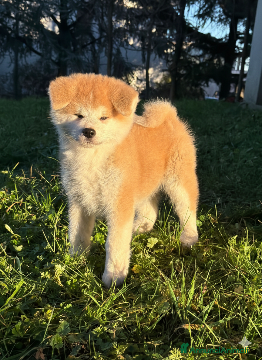 Akita Inu cani Cucciolo Akita Inu Pedigree Enci - Annuncio 26