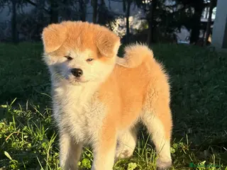 Akita Inu cani Cucciolo Akita Inu Pedigree Enci - Annuncio 2
