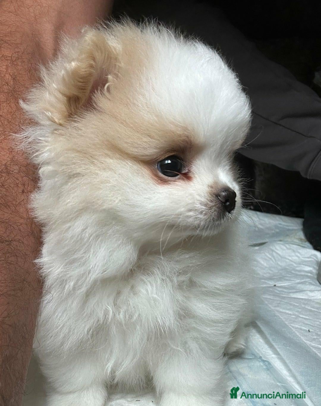 Volpino Pomerania cani Splendidi cuccioli di Pomerania - Annuncio 1