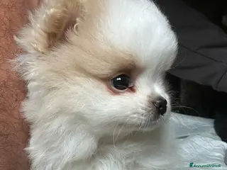 Volpino Pomerania cani Splendidi cuccioli di Pomerania - Annuncio 24