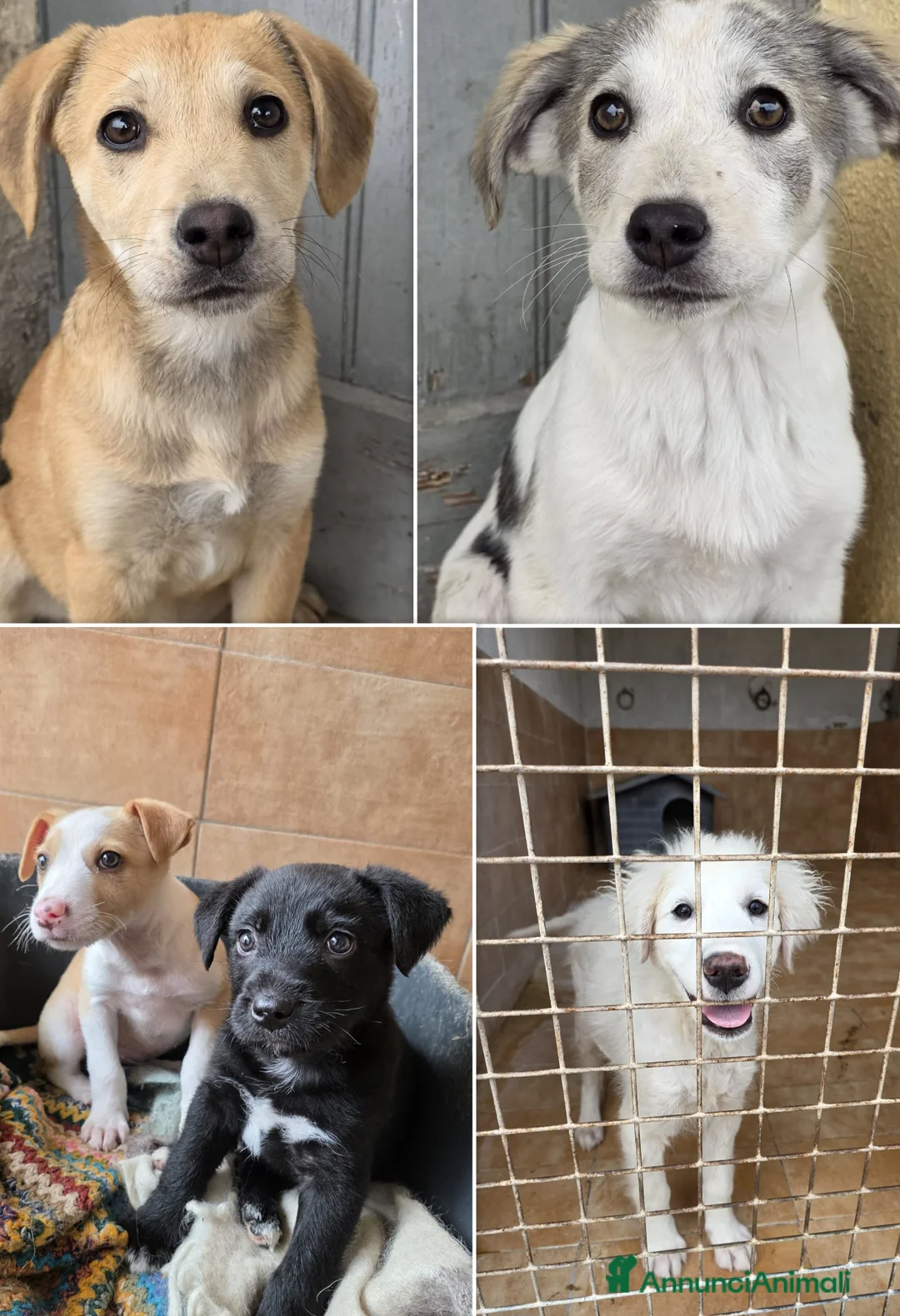 Meticcio cani in regalo: TANTI CUCCIOLI SOLI! a Provincia di Vicenza - Annuncio 2