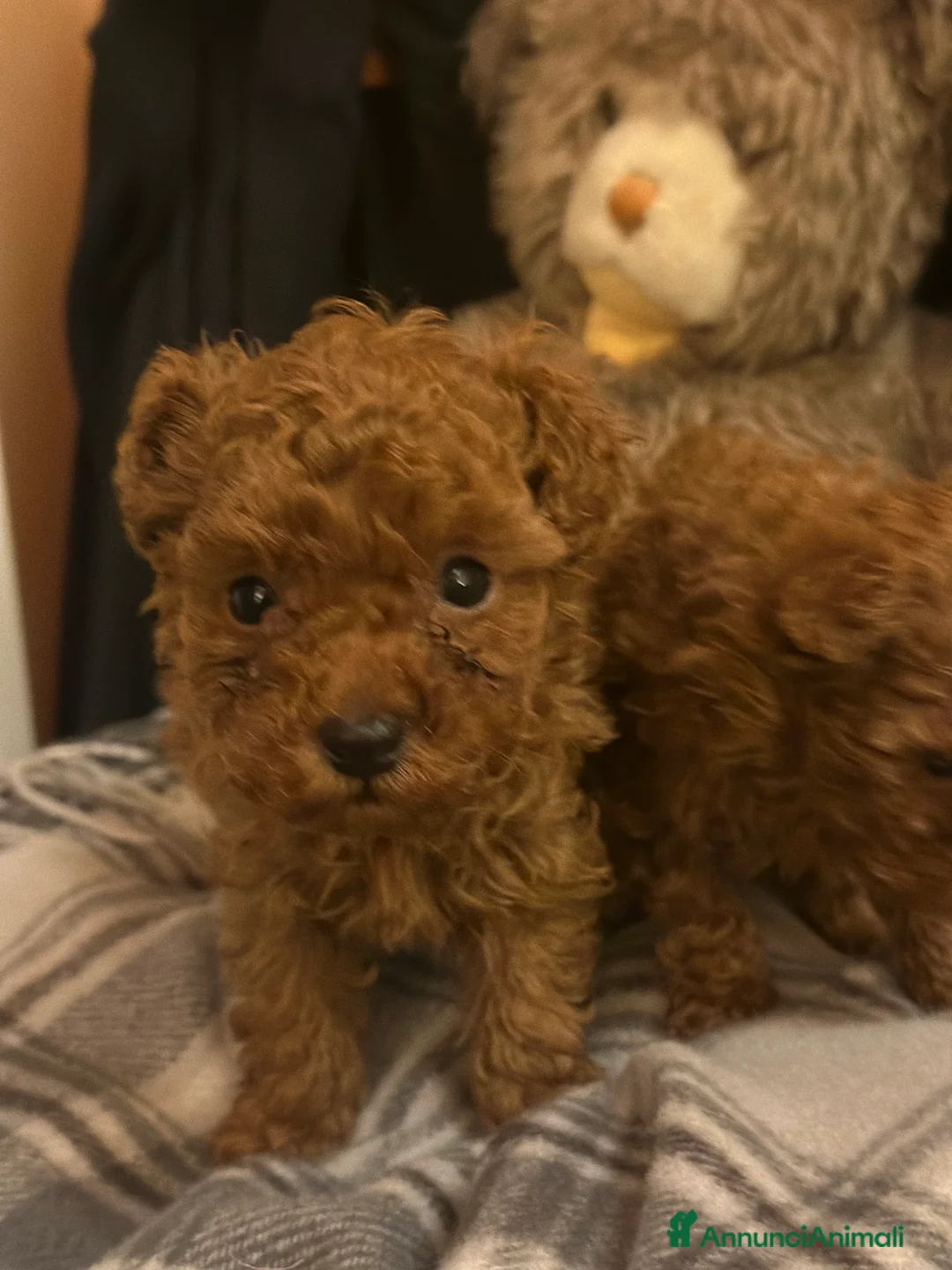 Barboncino Toy cani in vendita: Cuccioli Barbone toy color fulvo - Annuncio 4