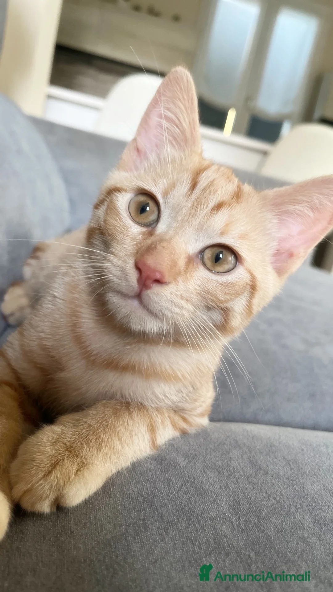 Europeo gatti in regalo: Regalo splendido gatto rosso a Provincia di Reggio Emilia - Annuncio 1