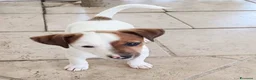 Jack Russell cani in vendita: ULTIMI DUE CUCCIOLI - Annuncio 2