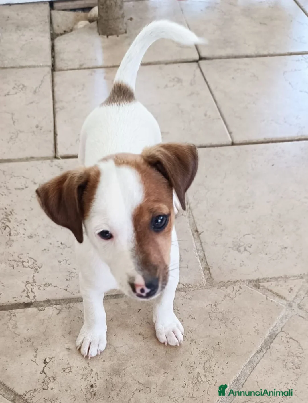 Jack Russell cani in vendita: ULTIMI DUE CUCCIOLI - Annuncio 2