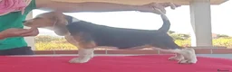 Beagle cani in vendita: Cuccioli di Beagle taglia piccola in standard  a Città metropolitana di Sassari - Annuncio 3