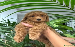 Barboncino cani in vendita: Barboncini nanetti 🐩🐩🐩 - Immagine 8