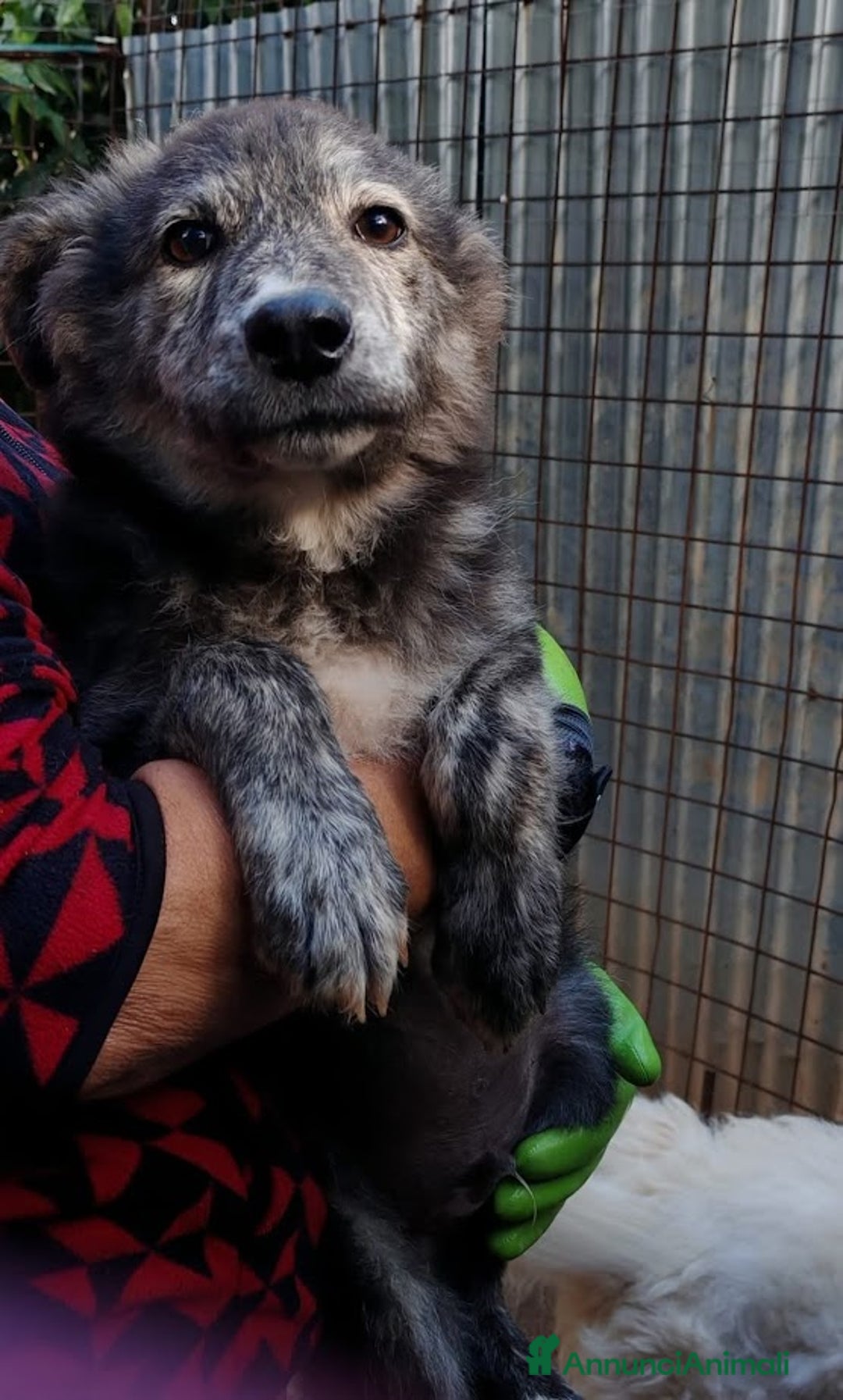 Meticcio cani in regalo: DOLCE GREY, MORBIDO CUCCIOLO - Annuncio 3