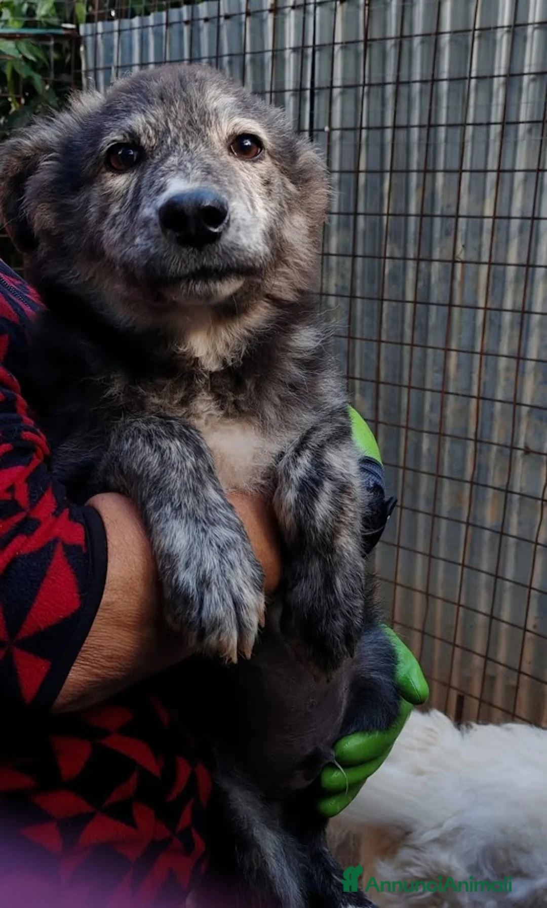 Meticcio cani in regalo: DOLCE GREY, MORBIDO CUCCIOLO - Annuncio 4