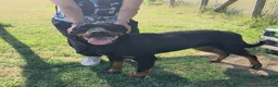 Rottweiler cani in regalo: Adamo, splendido Rottweiler in adozione  - Annuncio 3