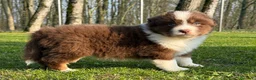 Australian Shepherd cani in vendita: Cuccioli Australian Shepherd / Pastore Australiano - Annuncio 10