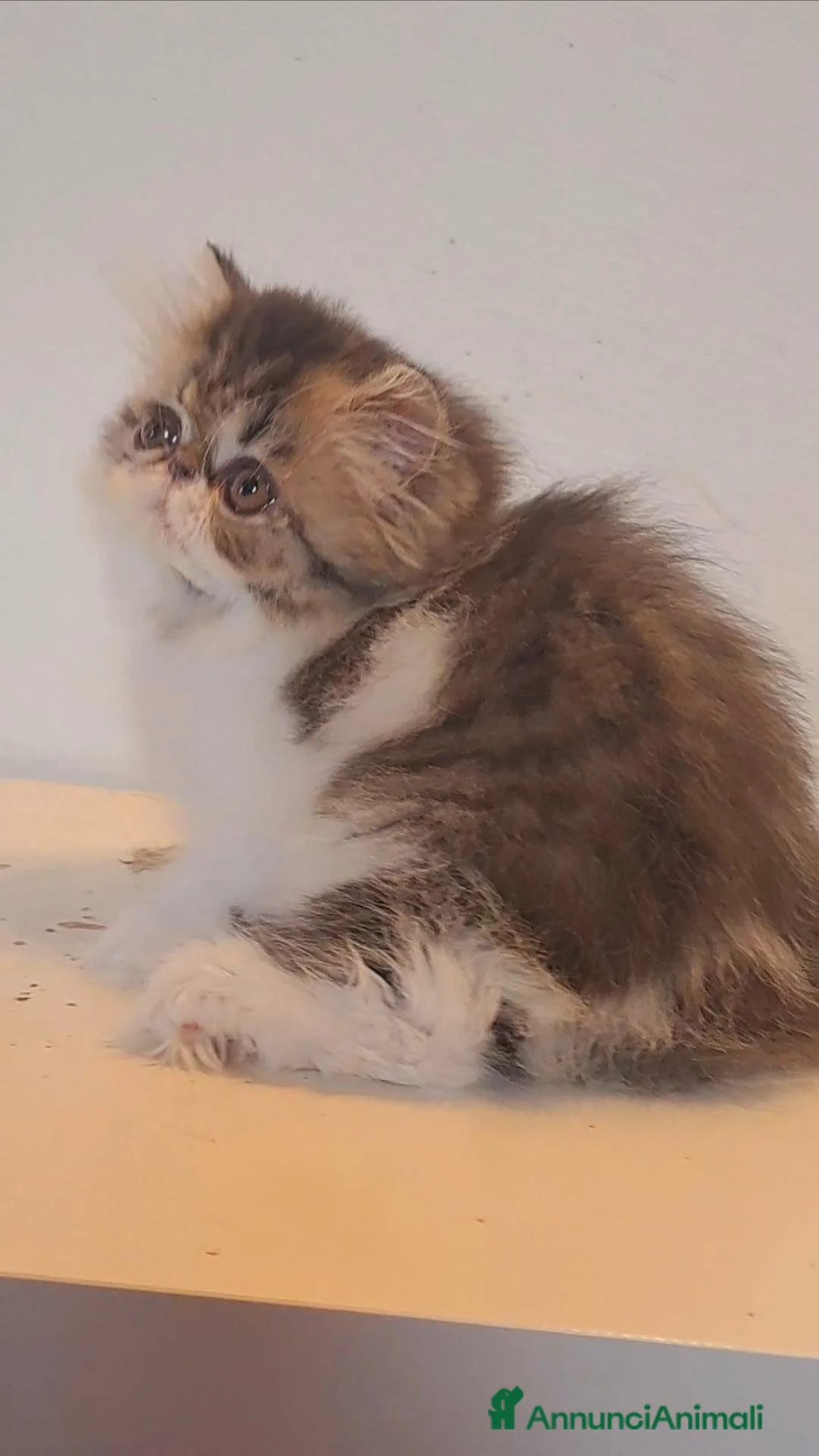 Persiano gatti in vendita: Bellissima cucciola bicolore - Annuncio 2