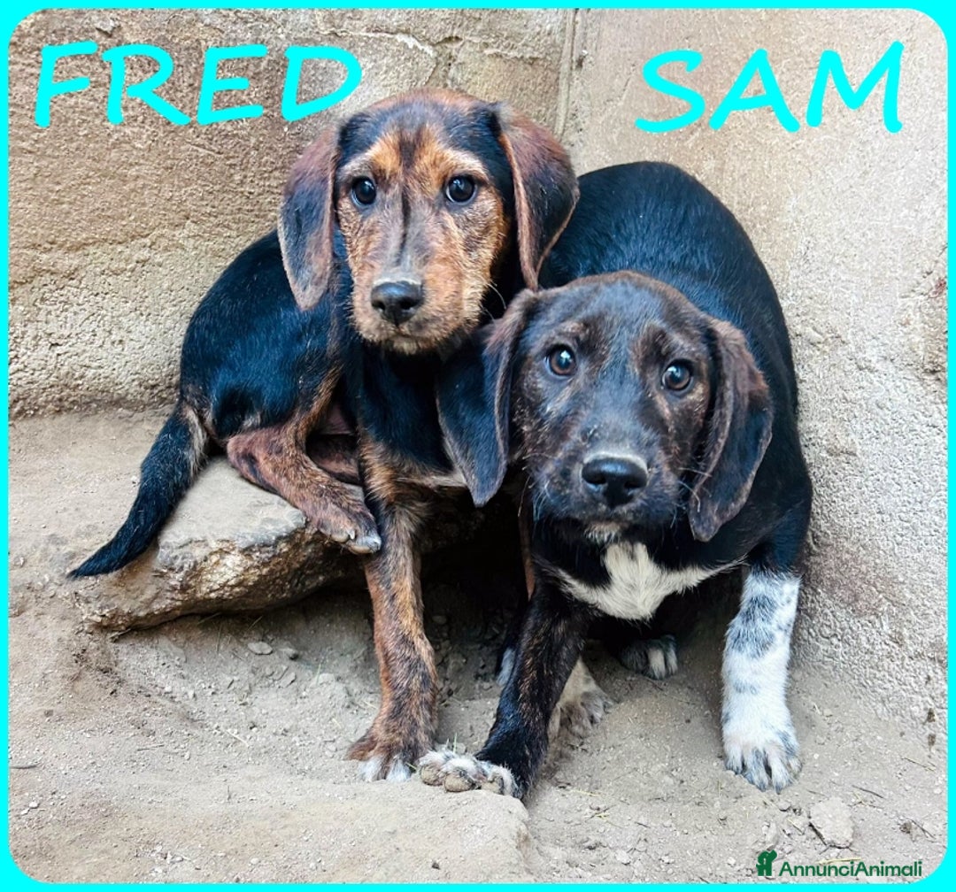 Bassotto cani in regalo: FRED E SAM CUCCIOLI 6 MESI SIMIL BASSOTTINI  - Annuncio 9