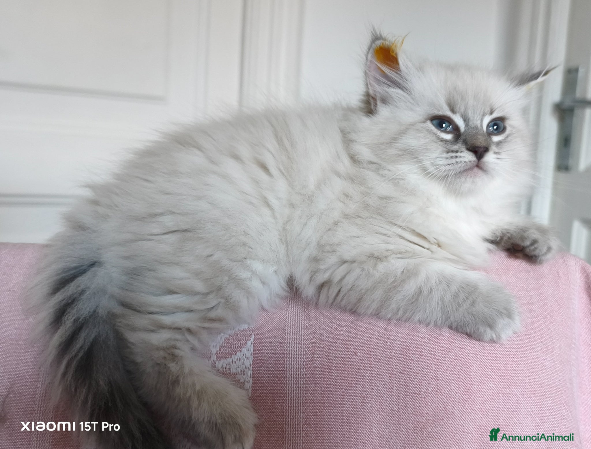 Siberiano gatti Cuccioli siberiani  - Annuncio 10
