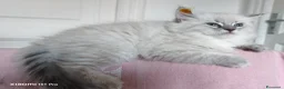 Siberiano gatti in vendita: Cuccioli siberiani  - Annuncio 1