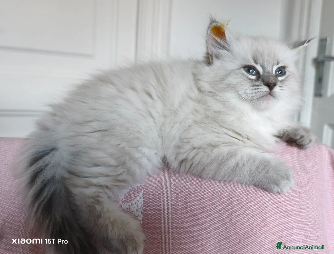 Siberiano gatti in vendita: Cuccioli siberiani  - Annuncio 1