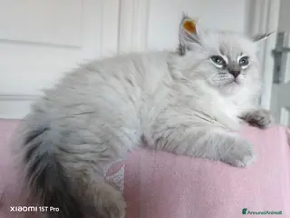 Siberiano gatti Cuccioli siberiani - Annuncio 10