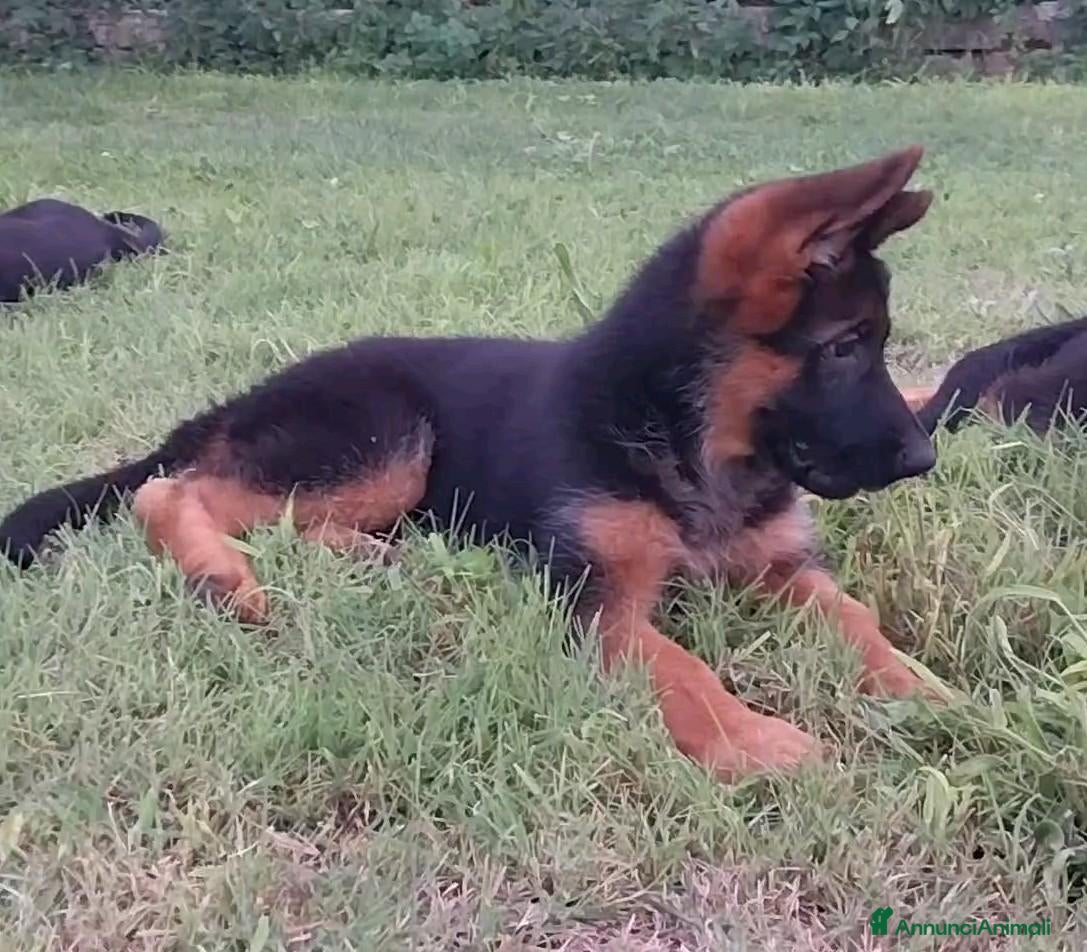 Pastore Tedesco cani Super cucciola di Pastore Tedesco - Annuncio 4