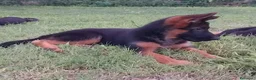 Pastore Tedesco cani in vendita: Super cucciola di Pastore Tedesco - Annuncio 1