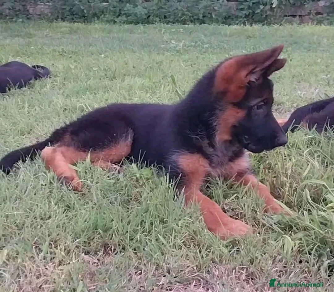 Pastore Tedesco cani in vendita: Super cucciola di Pastore Tedesco - Annuncio 1