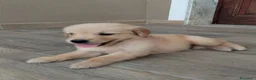 Golden Retriever cani in vendita: Golden retriever americano  - Annuncio 3