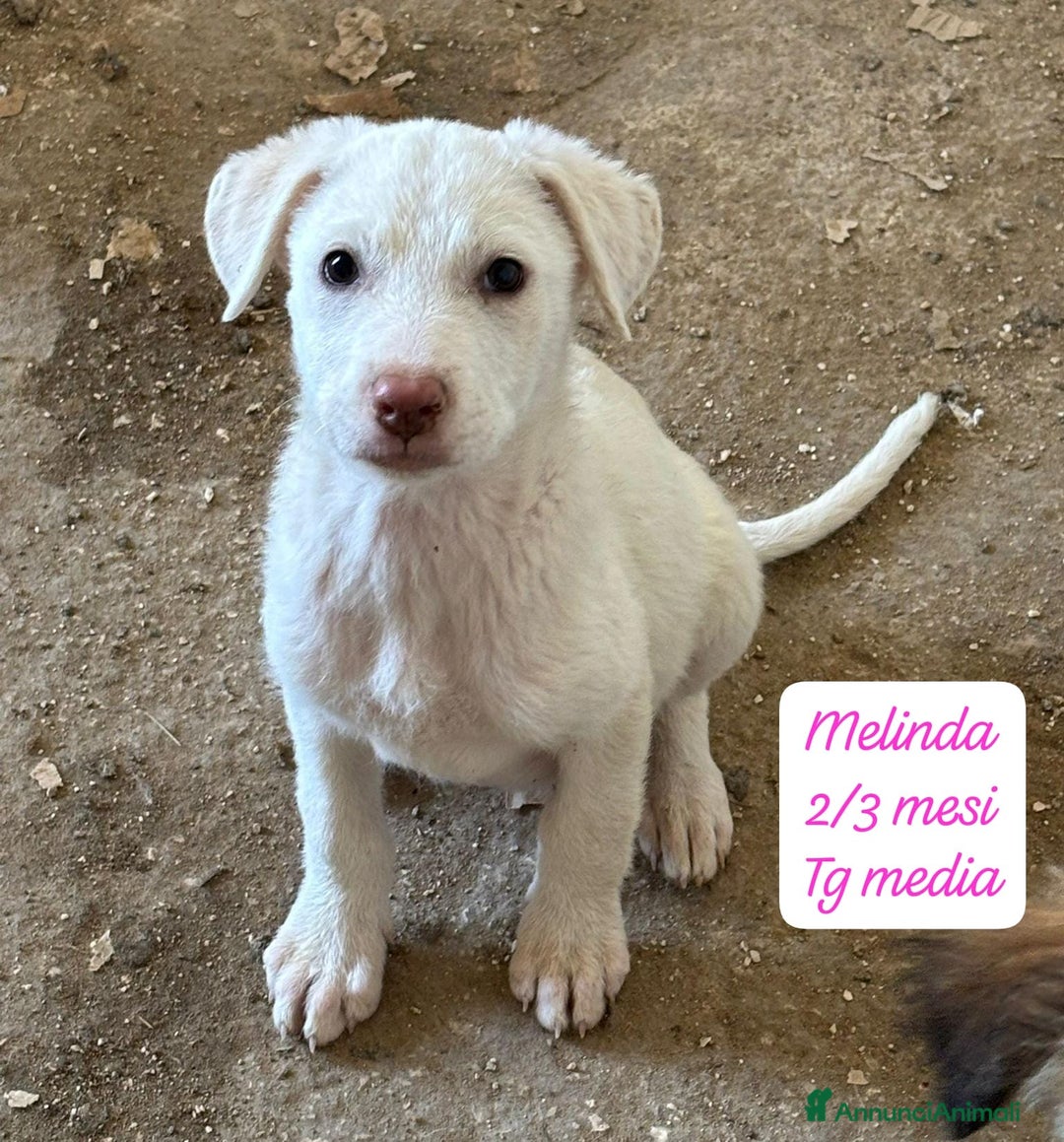 Meticcio cani in regalo: Cuccioli, non hanno chiesto di nascere  - Annuncio 10