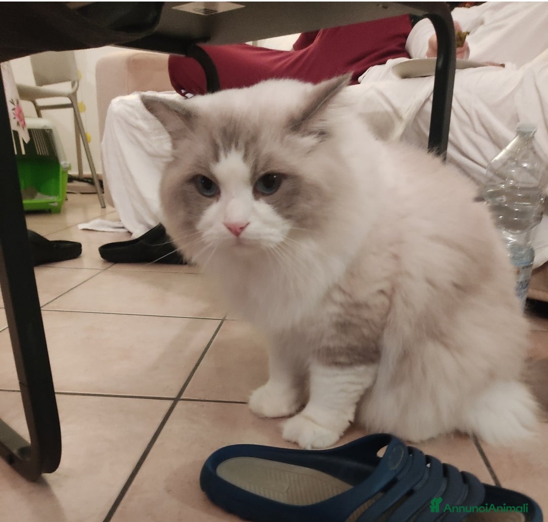 Ragdoll gatti per accoppiamento: Ragdoll maschio con pedigree disponibile per monta - Annuncio 2