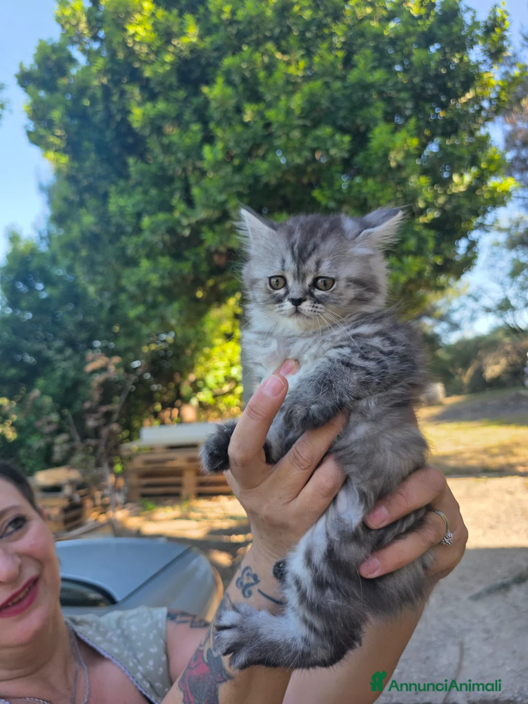 Maine Coon gatti in vendita: Gattini - Annuncio 1