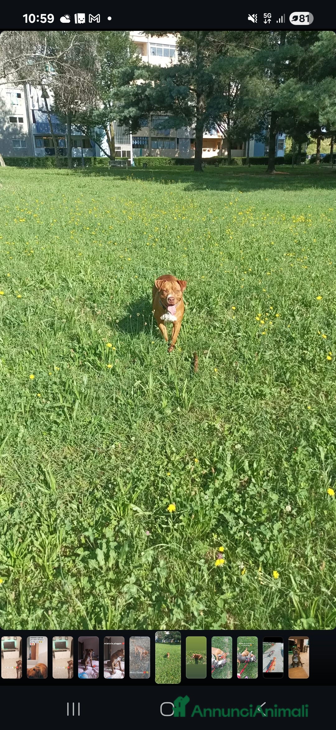 American Staffordshire cani in regalo: Ariel  - Annuncio 2