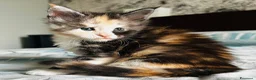 Maine Coon gatti in vendita: Maine Coon con pedigree  - Annuncio 6