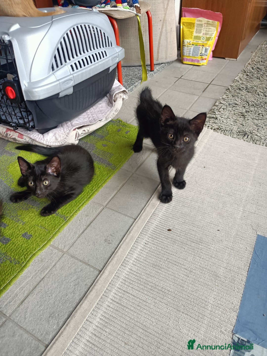 Altre razze gatti in regalo: Gattini svezzati  a Provincia di Novara - Immagine 2