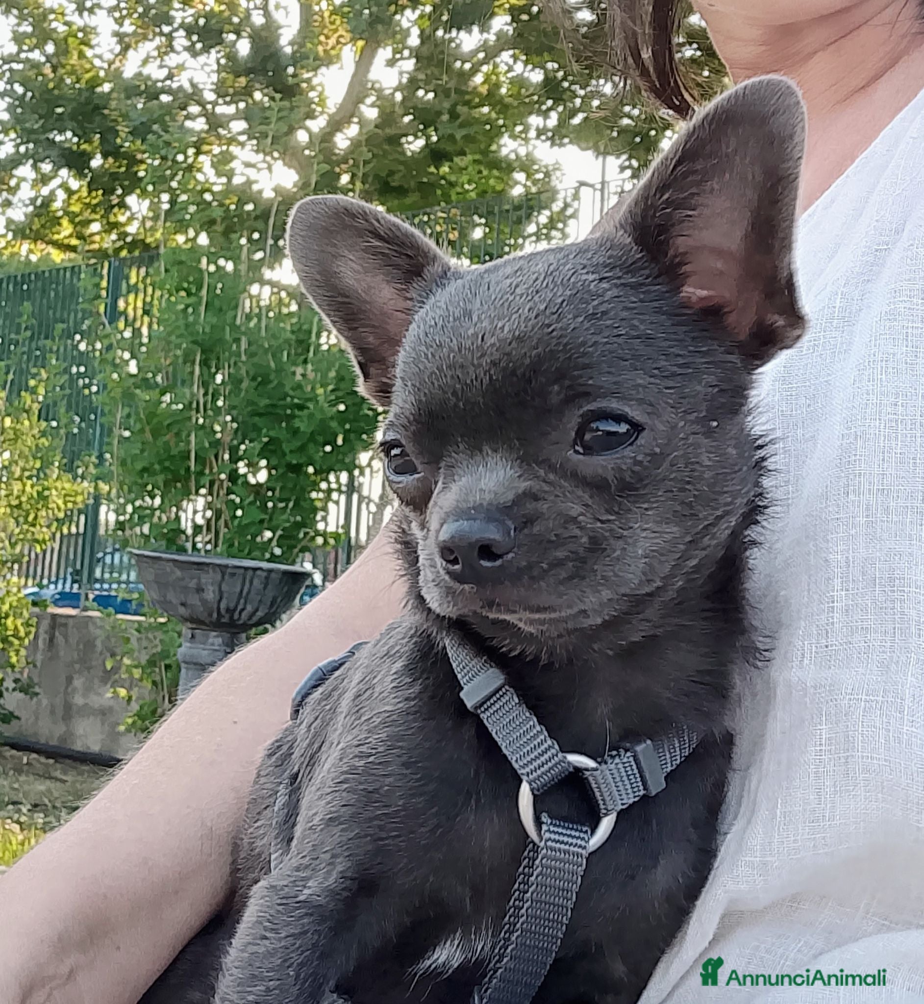 Chihuahua cani Chihuahua pedigree ENCI  - Annuncio 2