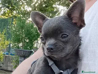 Chihuahua cani Chihuahua pedigree ENCI - Annuncio 2