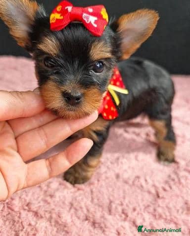 Meticcio cani ✨Splendidi Yorkshire Terrier✨ - Annuncio 5