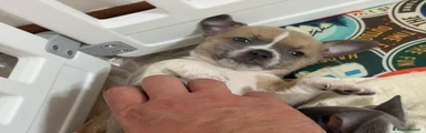 Chihuahua 1