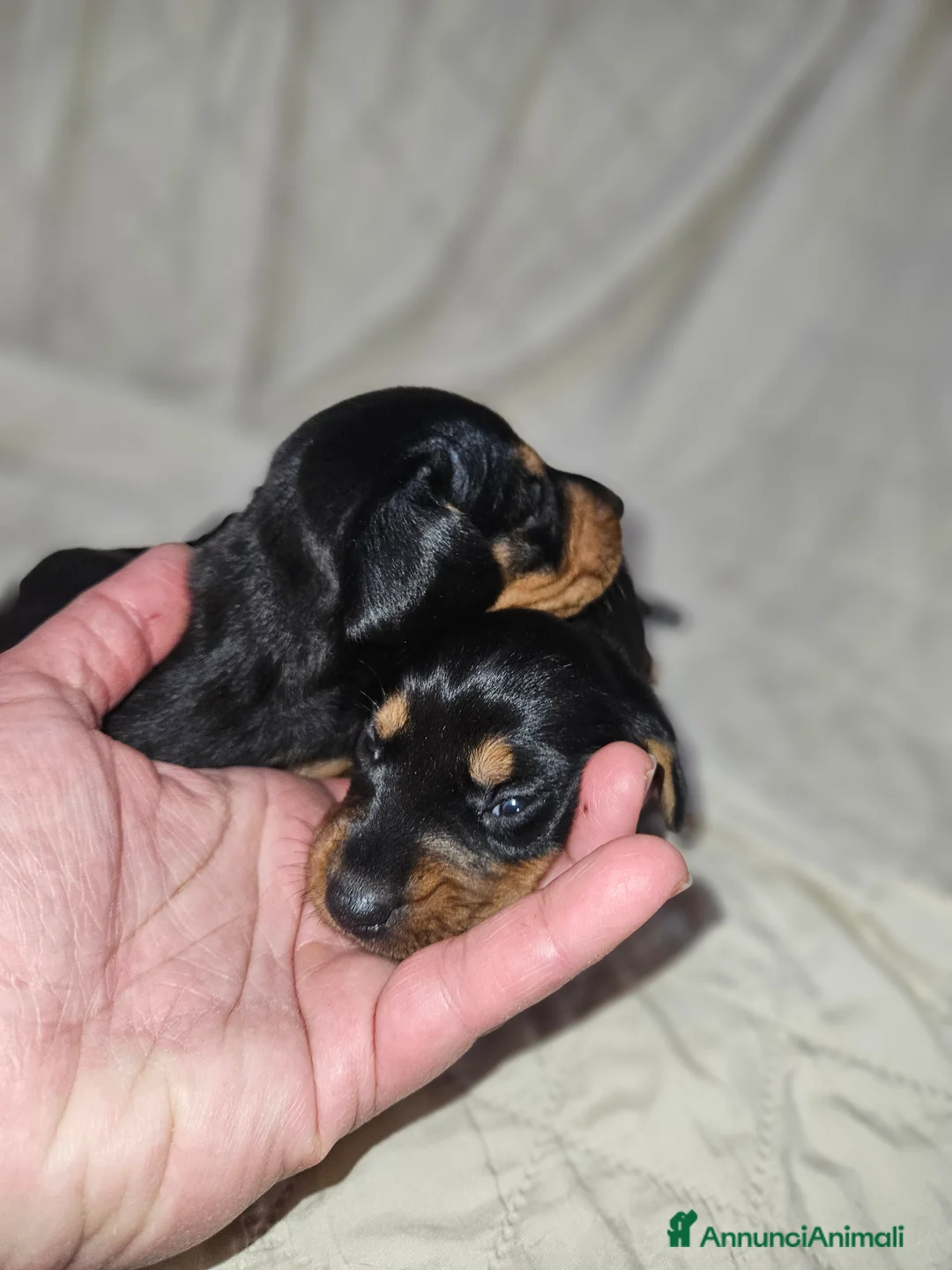 Bassotto cani in vendita: Bassotto kaninchen nero focato  a Città metropolitana di Milano - Annuncio 6