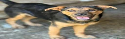 Meticcio cani in regalo: DOBBY & DARIUS, fratelli dalla sconfinata bontà! - Annuncio 5