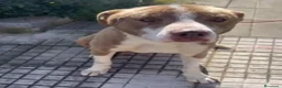 Meticcio cani in regalo: Simil Amstaff splendido 1anno salvato mesi faSICIL - Annuncio 2