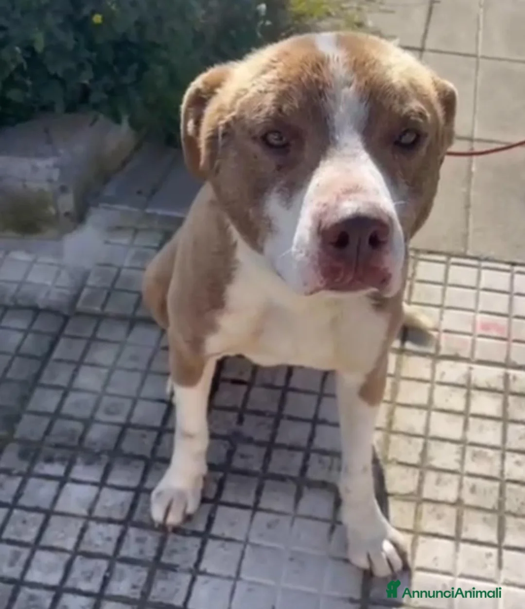 Meticcio cani in regalo: Simil Amstaff splendido 1anno salvato mesi faSICIL - Annuncio 2
