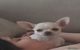Chihuahua cani in vendita: Cucciolo chihuahua russo  a Città metropolitana di Catania - Immagine 1