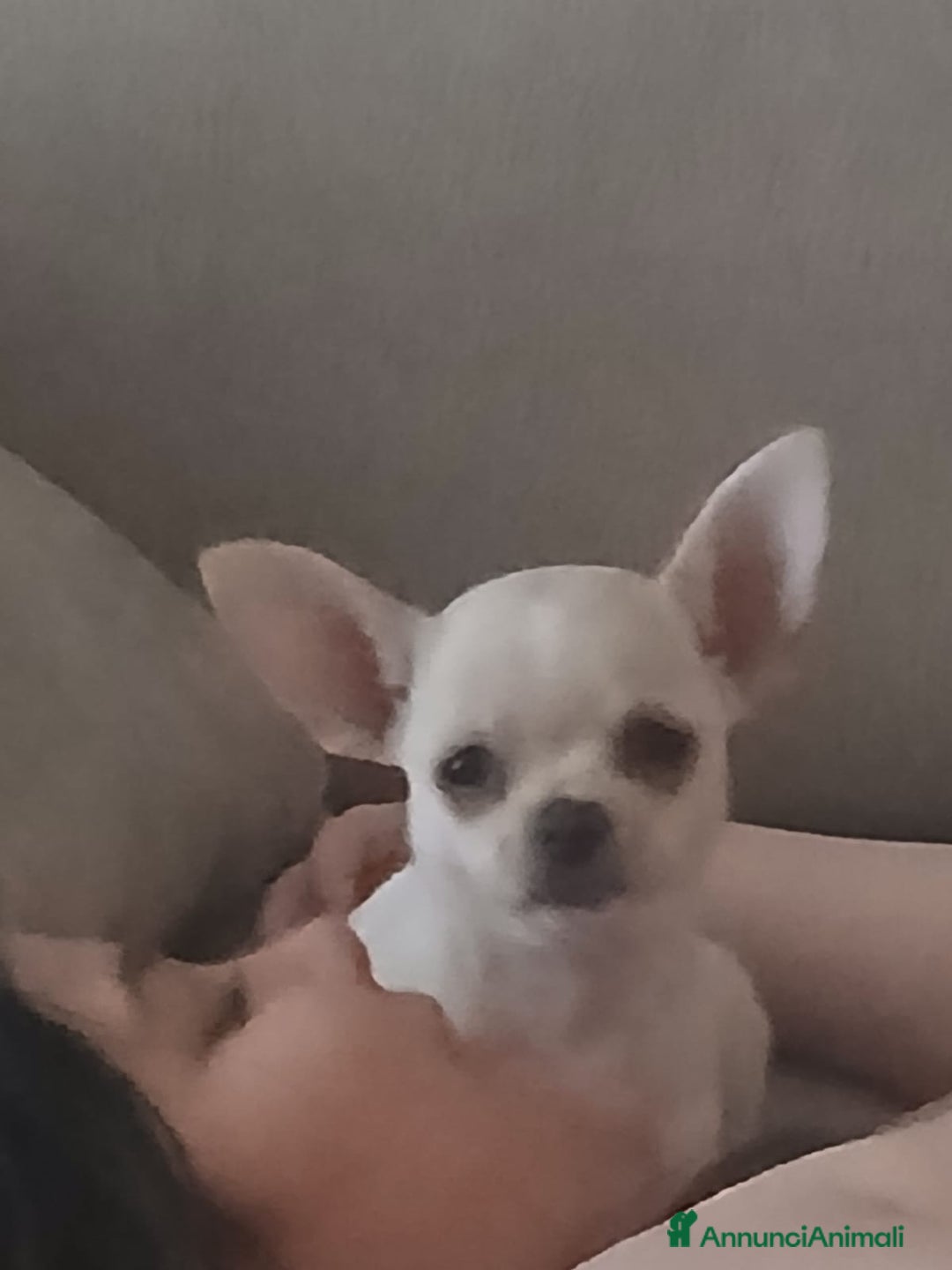 Chihuahua cani in vendita: Cucciolo chihuahua russo  a Città metropolitana di Catania - Immagine 1