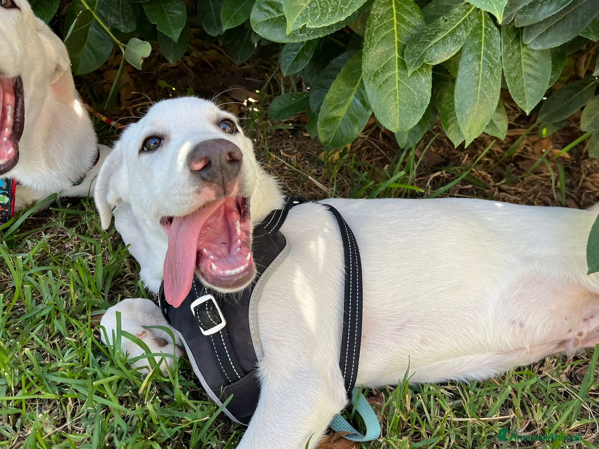 Pastore Maremmano cani Rocky splendido cucciolo merita una famiglia  - Annuncio 1