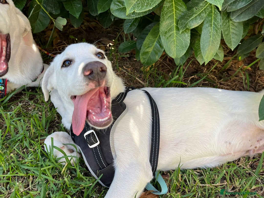 Pastore Maremmano cani in regalo: Rocky splendido cucciolo merita una famiglia  - Annuncio 1