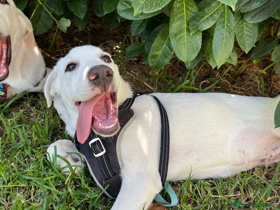 Pastore Maremmano cani in regalo: Rocky splendido cucciolo merita una famiglia  - Annuncio 1